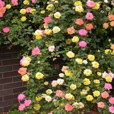 🪷Całoroczne kwitnienie nasiona róż pnących