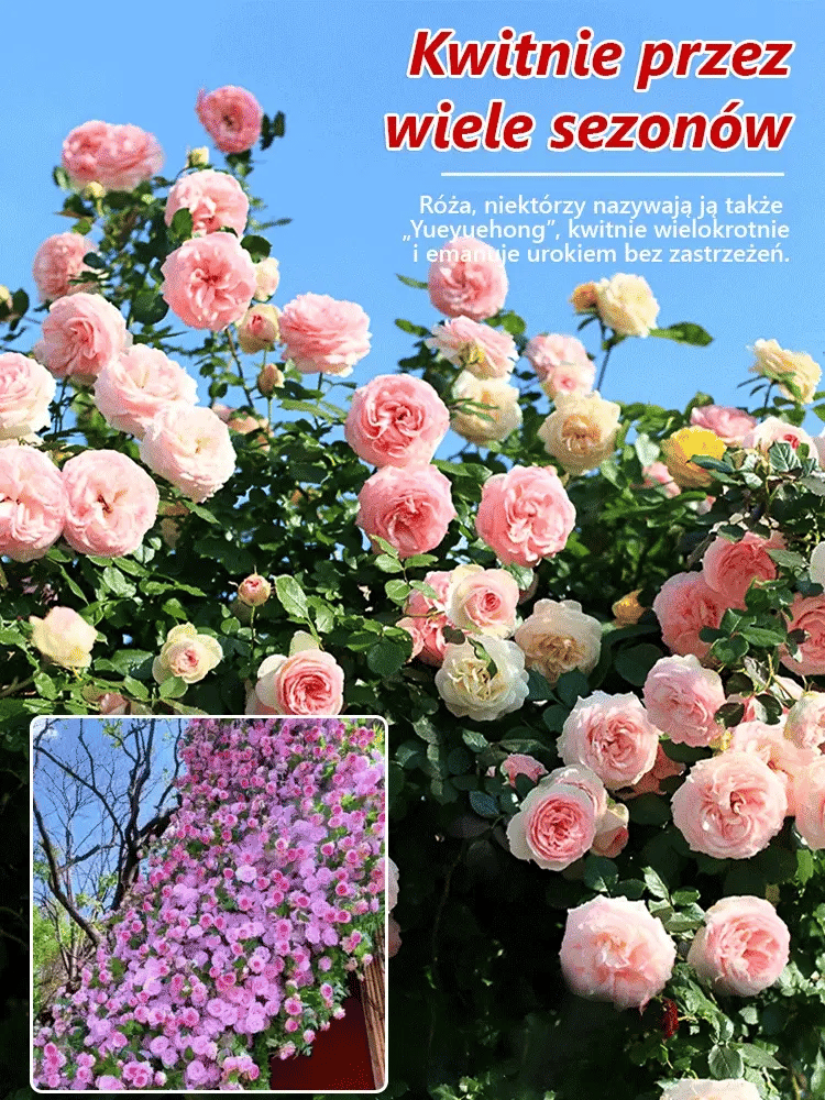 🪷Całoroczne kwitnienie nasiona róż pnących